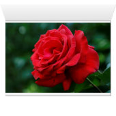 Red Rose Cards (Inside Horizontal (Bottom))