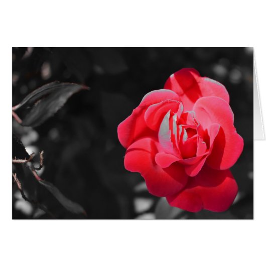 Red Rose Cards (Front Horizontal)