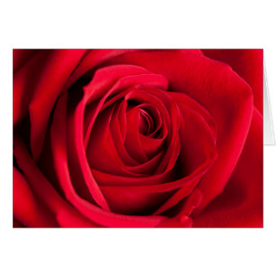 Red Rose Cards