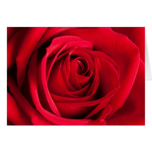 Red Rose Cards (Front Horizontal)