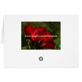 red rose cards (Back Horizontal)