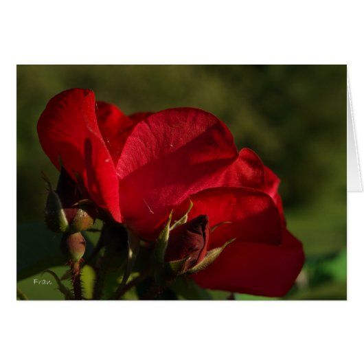 red rose cards (Front Horizontal)