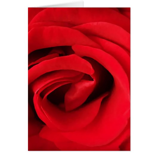 Red Rose Cards (Front)