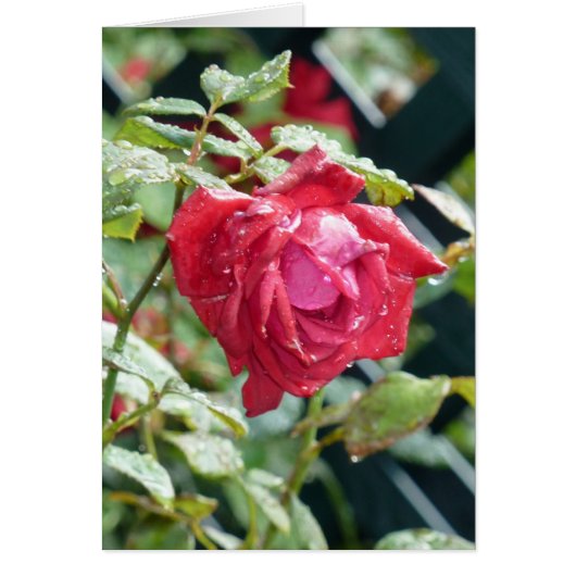 Red Rose Cards (Front)