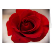 Red Rose Close Up (Front Horizontal)
