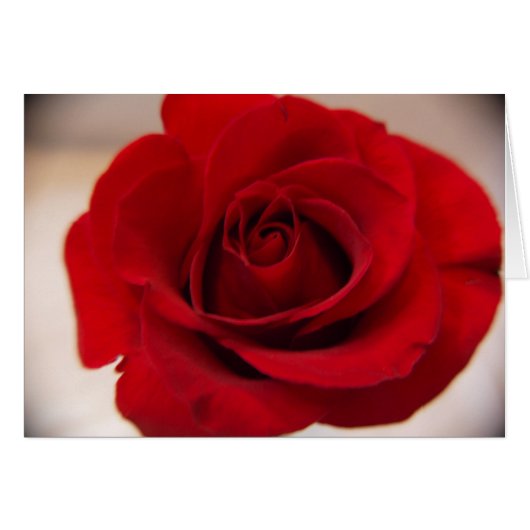 Red Rose Close Up Cards (Front Horizontal)