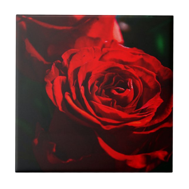 Red Rose Close Up Ceramic Tile (Front)