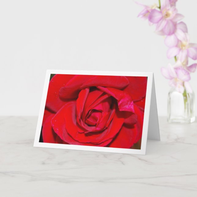 Red Rose Close-up Portrait Card (Orchid)
