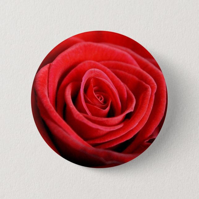 Red rose closeup button badge (Front)