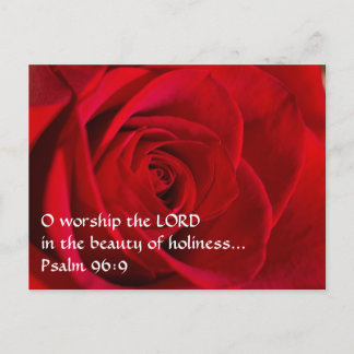 Red Rose Closeup Postcard
