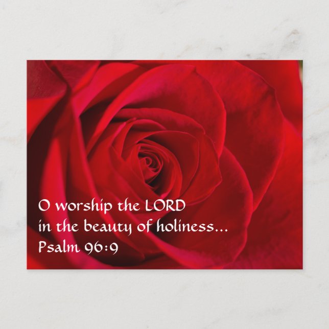 Red Rose Closeup Postcard (Front)