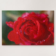 Red rose closeup with water drops.