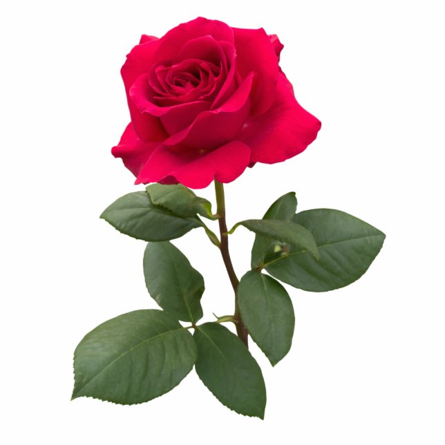 Red rose cutout (Front)