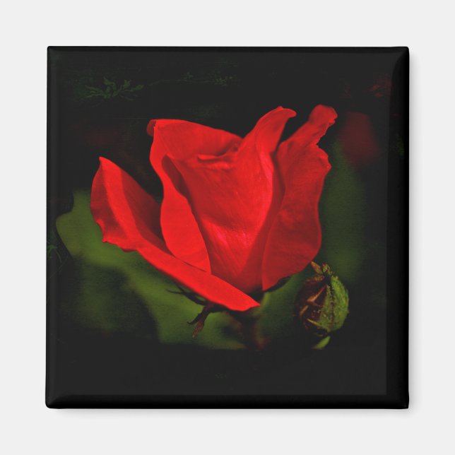 Red Rose - Dark Passion Magnet (Front)