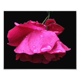 Red Rose Flower And Raindrops 8x10 Photo Print