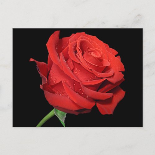 Red Rose Flower Blank Floral Black Postcard