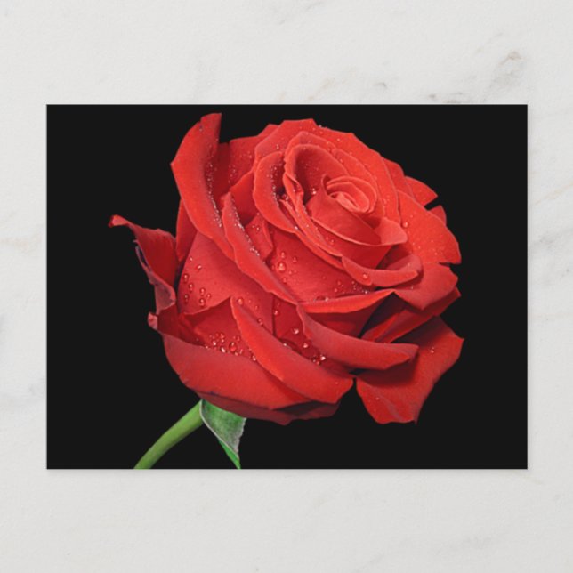 Red Rose Flower Blank Floral Black Postcard (Front)