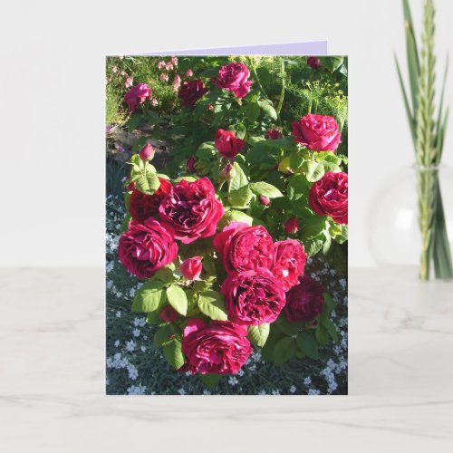 Red Rose Flower Floral Vintage Roses Card