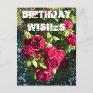 Red Rose Flower Garden floral Happy Birthday Postcard