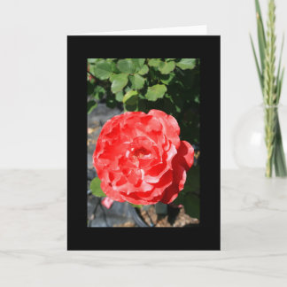 Red Rose Flower Greeting Card and Note Card