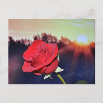 Red Rose Flower Image Postcard by jabcreations at Zazzle