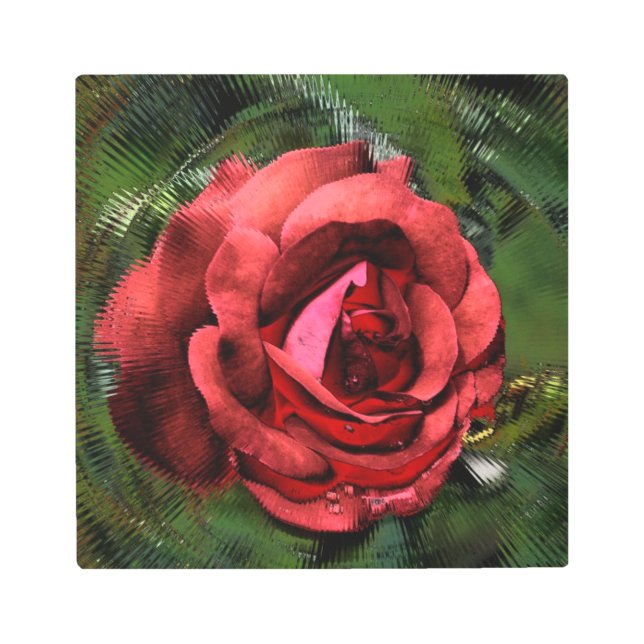 Red Rose Flower In Bloom Abstract Art  (Front)