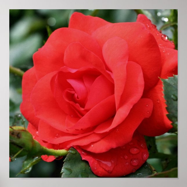 Red Rose Flower In Bloom With Raindrops Poster (Front)