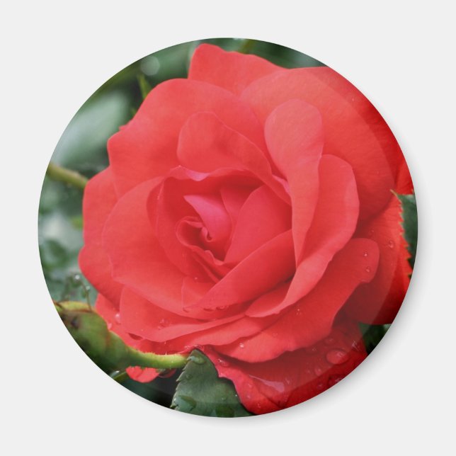 Red Rose Flower  Magnet (Front)