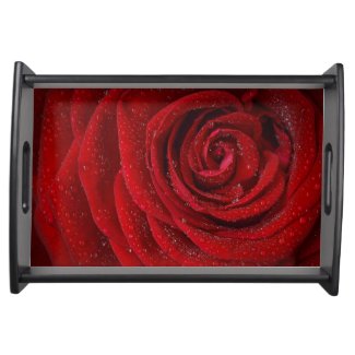 Red Rose Flower