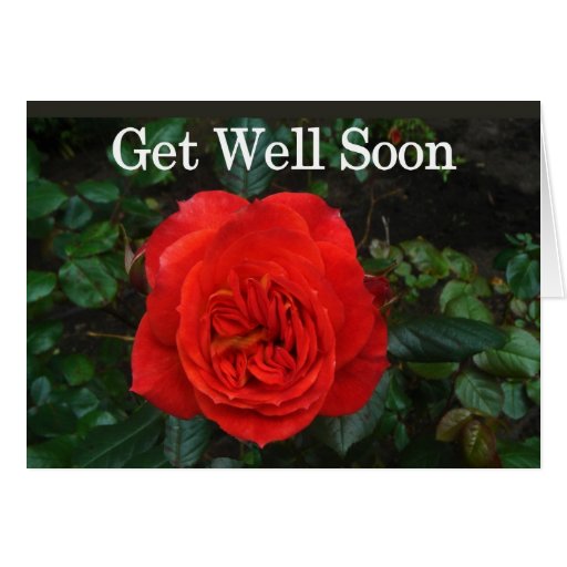 Red Rose Get Well Soon Card | Zazzle