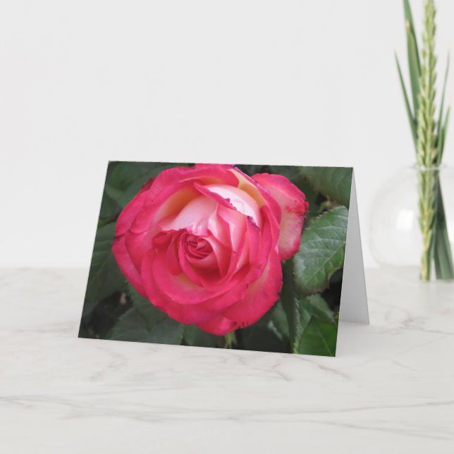 Red Rose Greeting Card (Front)