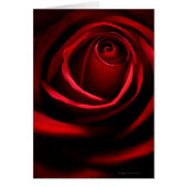 Red Rose Greeting Card (Front)