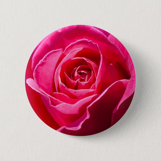 Red rose growing in a garden pinback button (Front)