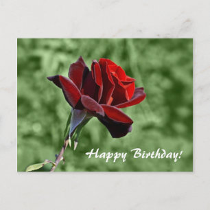Red Rose Happy Birthday Floral Postcard