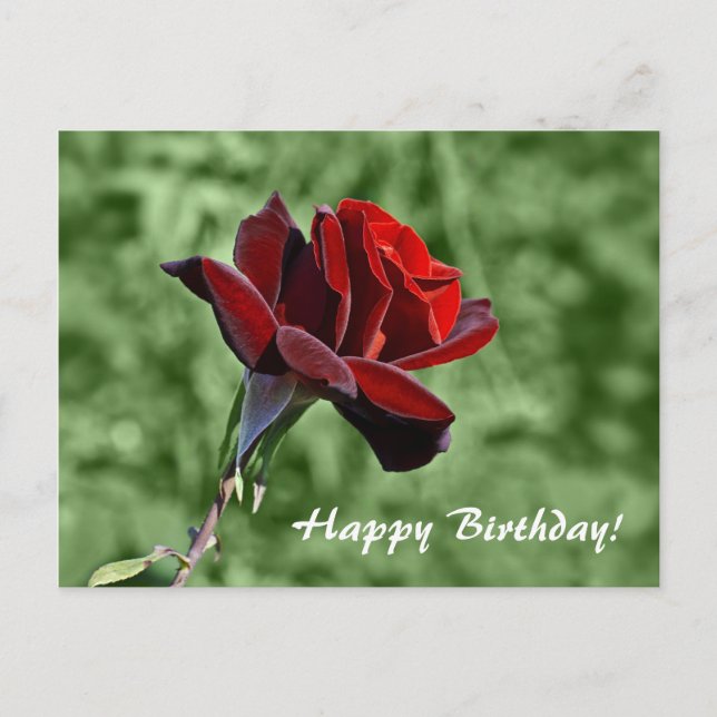 Red Rose Happy Birthday Floral  Postcard (Front)