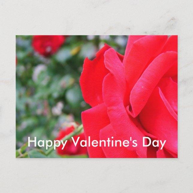 Red rose, happy valentine's day holiday postcard (Front)
