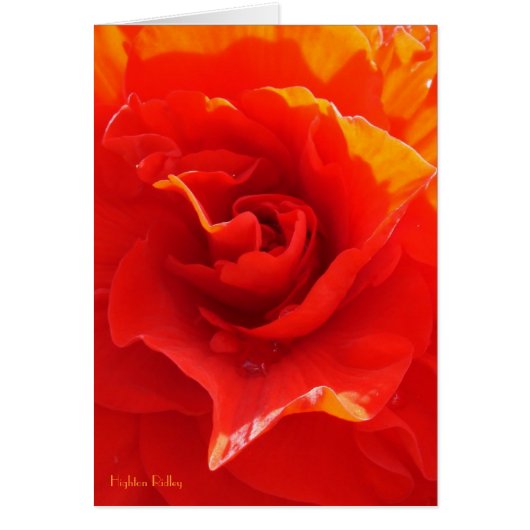 Red Rose Heart - notelet / card (Front)