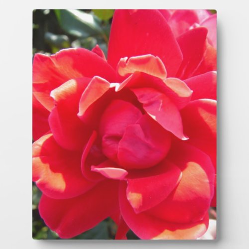 Red Rose  hot pink coral Plaque