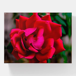 Red Rose In Texas Paperweight