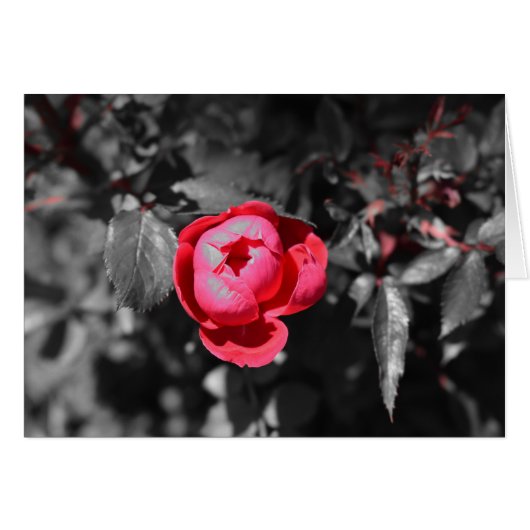 Red Rose / Isolated Color Cards (Front Horizontal)
