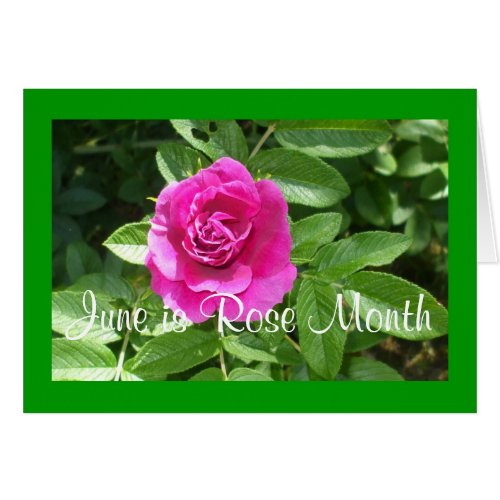 Red Rose June Month and Birthday Card