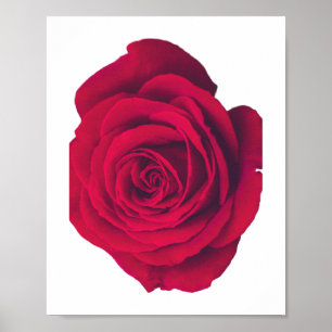 Red Rose Large Facing Left Poster