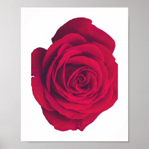 Red Rose Large Facing Right Poster