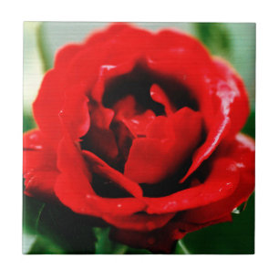Red Rose Love Ceramic Tile