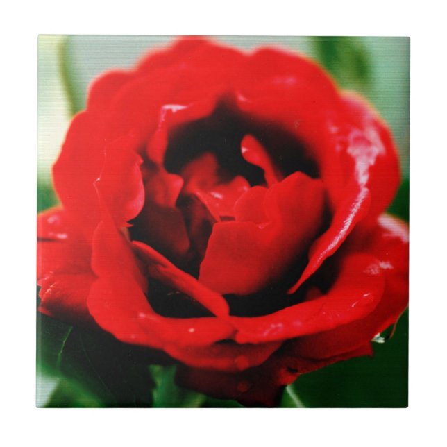 Red Rose Love  Ceramic Tile (Front)