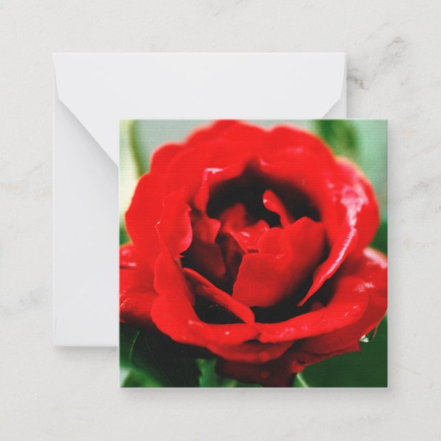 Red Rose Love                                      Note Card (Front)