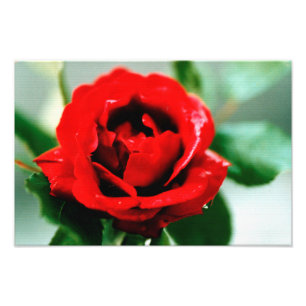 Red Rose Love   Photo Print