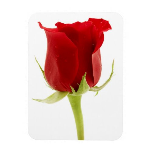 Red rose magnet