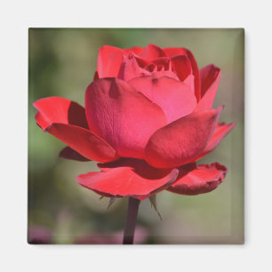 Red Rose Magnet
