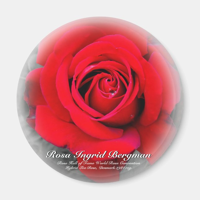 Red Rose Magnet (Front)